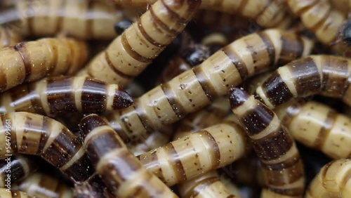 Closeup of Zophobas morio larva or Darkling Beetle Larva photo