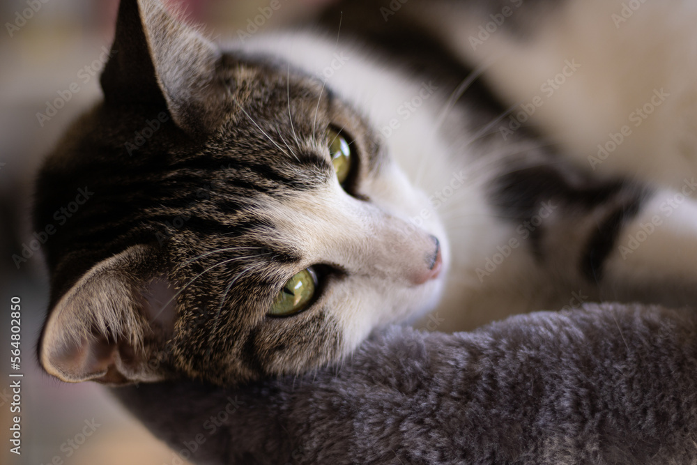 Precioso gato tricolor con ojos amarillos