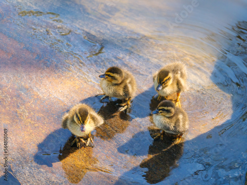 Fuzzy Ducklings © david hutchinson