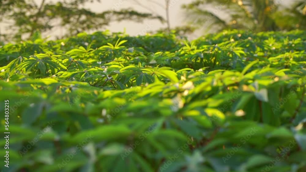Slow motion - The leaves of the cassava tree sway in the wind on plantation in sunrise time Slow motion - The leaves of the cassava tree sway in the wind on plantation in sunrise time