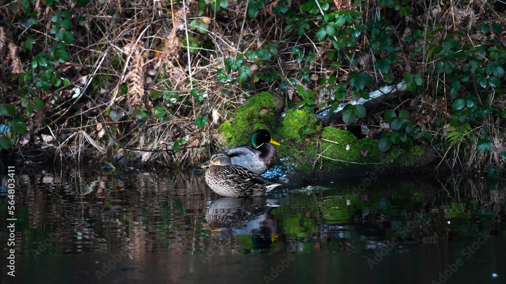 ducks bathing in water, ducks swimming and bathing in the green river. Duck reflected in water ducks bathing in water, ducks swimming and bathing in the green river. Duck reflected in water