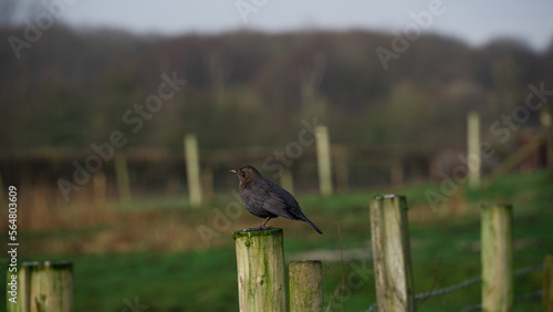 wonderful and black color bird on green background on farm fence