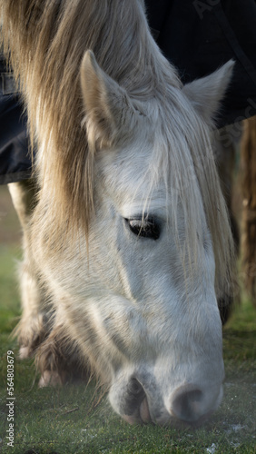Horse eats feed, White horse eats grass on wet grass at sunset