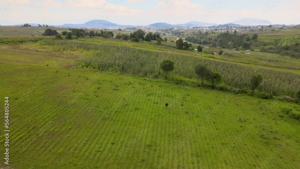 Young foal running on green meadow at sunny day. aerial footage. Young foal running on green meadow at sunny day. aerial footage.