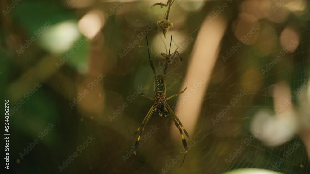 Nephilinae Spider on Web in Forest Nephilinae Spider on Web in Forest