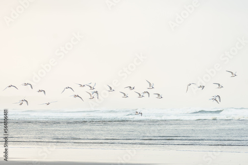 Flock of sea birds flying at coastline on a beach in New Zealand photo