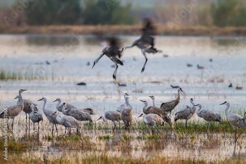 Group of sandhill crane (Grus canadensis) birds, Woodbridge Ecological Reserve, Lodi, California, USA