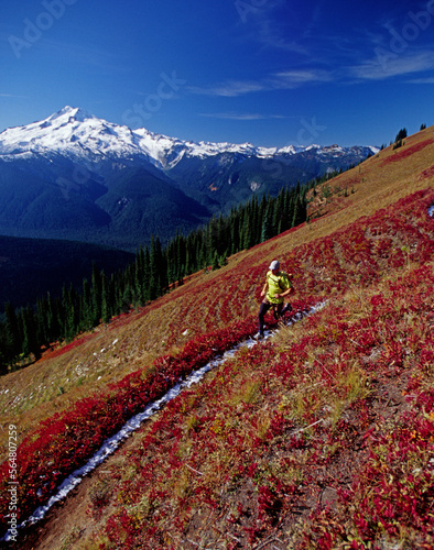 A solo  trail runner, Gil Laas, crosses a beautiful slope of mountain huckleberries, during a long run in the Glacier Peak Wilde photo