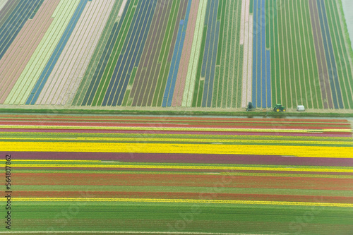 Looking down on tulips fields from an airplane, Holland, Netherlands. photo