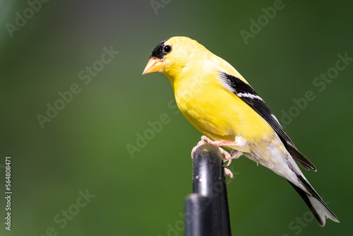 American Goldfinch Perched on a Metal Rod
