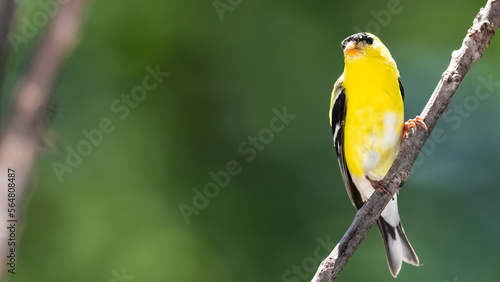 American Goldfinch Resting on a Tree Branch