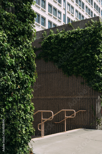 Metal handrail and ivy covered walls photo