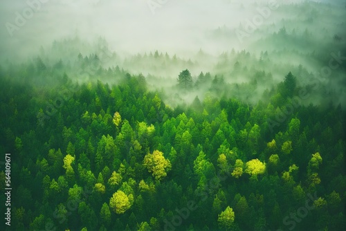 A photo of a foggy forest  showcasing the unique natural beauty and atmosphere of this environment.