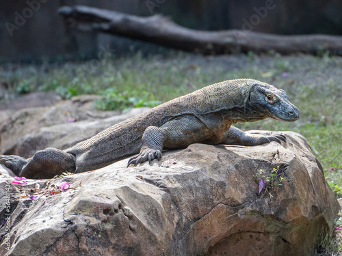 Komodo Dragon  © Chris