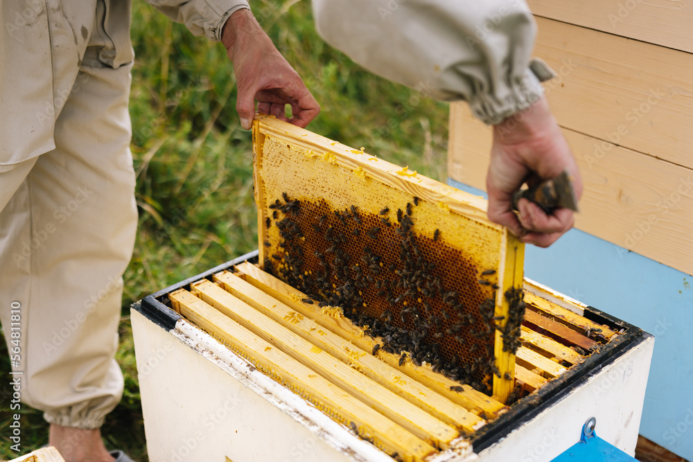 Anonymous beekeeper harvest honeycomb hive Anonymous beekeeper harvest honeycomb hive