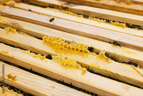 Honeycomb frame hive  photo