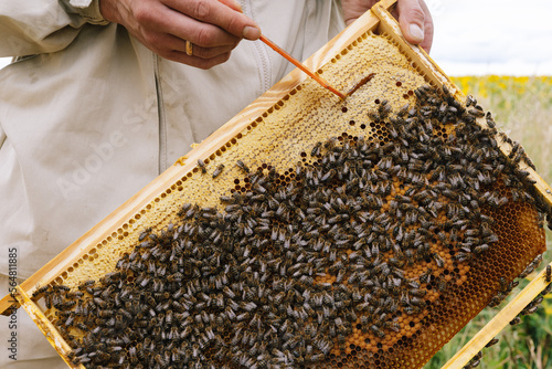Anonymous beekeeper frame work 