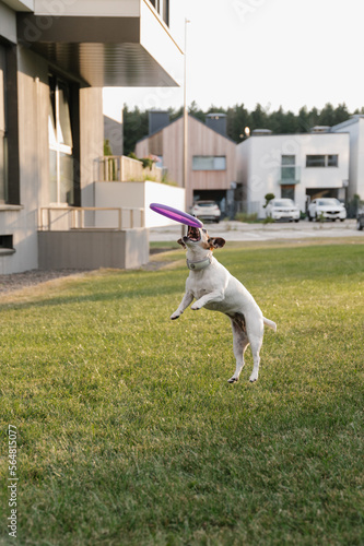 Small dog with flying disc photo