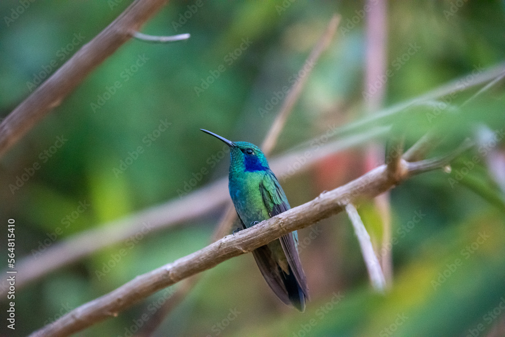 Fototapeta premium beautiful hummingbird, a bird that flies very fast and has iridescent colors from the Americas and the Caribbean. 
