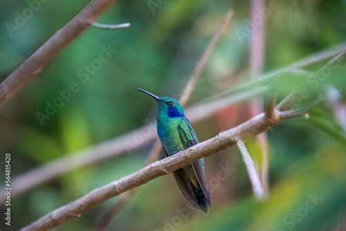beautiful hummingbird, a bird that flies very fast and has iridescent colors from the Americas and the Caribbean. 
