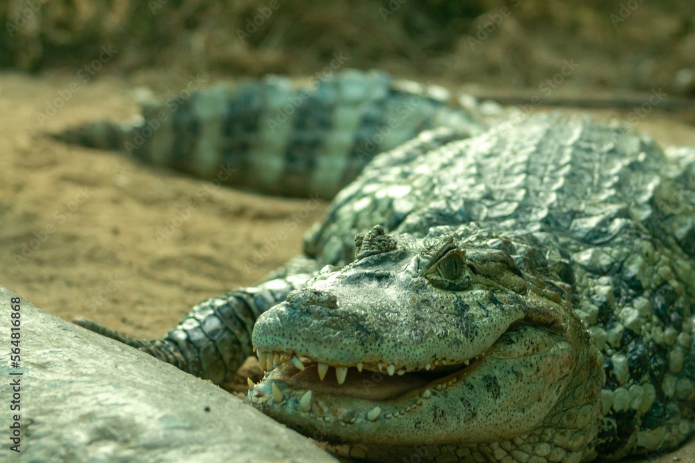 Alligator smiling Alligator smiling