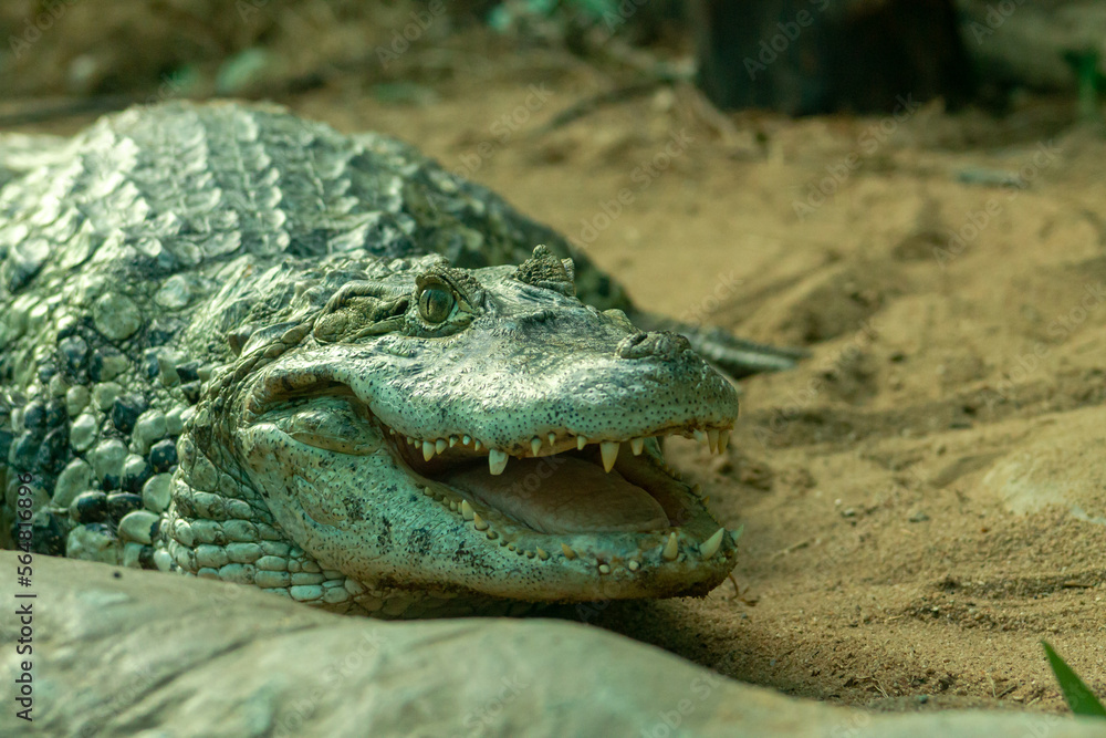 Fototapeta premium Alligator smiling