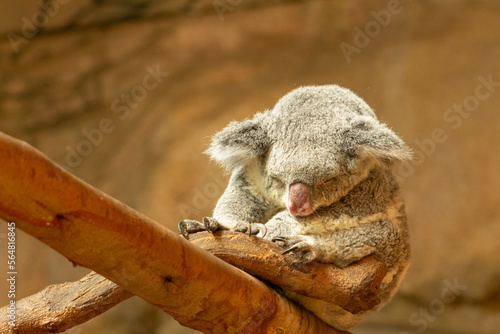 Photography Sleeping koala