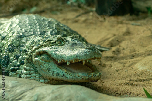 Alligator smiling
