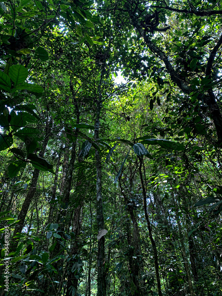 Fototapeta premium trees in the forest