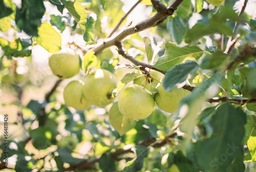 apple harvest photo