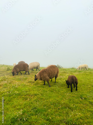 herd of sheep