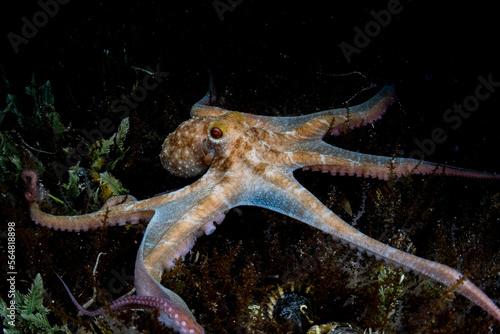 Caribbean Reef Octopus at Night photo