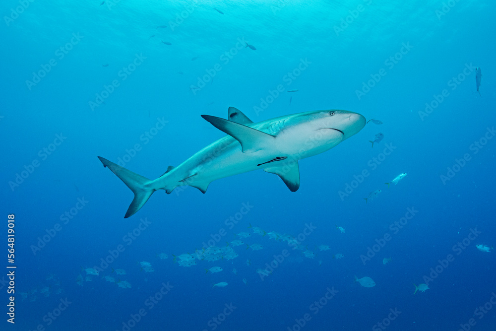 Caribbean Reef Shark in The Bahamas Caribbean Reef Shark in The Bahamas