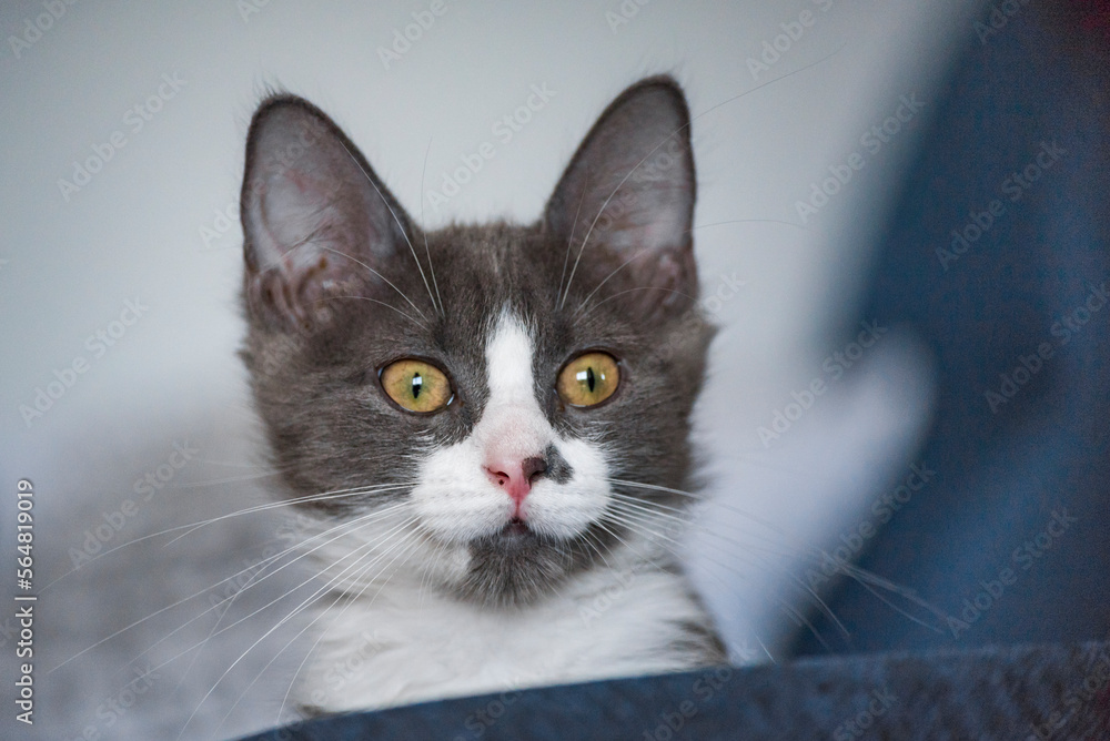 Cato bebe Cato bebe