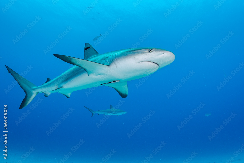 Caribbean Reef Shark in The Bahamas Caribbean Reef Shark in The Bahamas