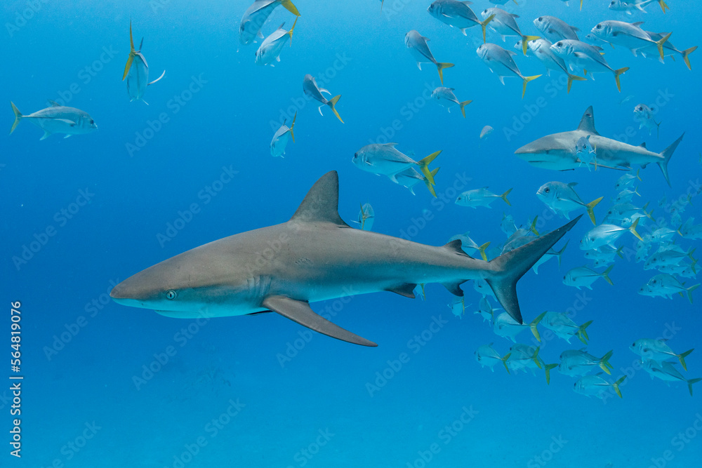 Caribbean Reef Shark in The Bahamas Caribbean Reef Shark in The Bahamas