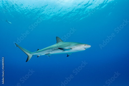 Wallpaper Mural Caribbean Reef Shark in The Bahamas Torontodigital.ca
