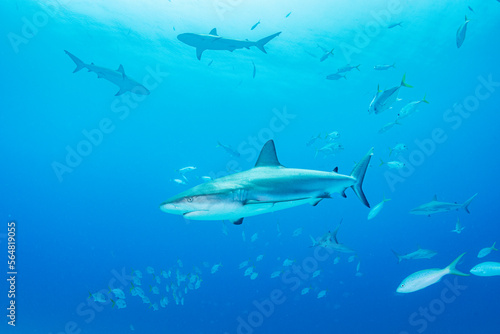 Wallpaper Mural Caribbean Reef Sharks in The Bahamas Torontodigital.ca