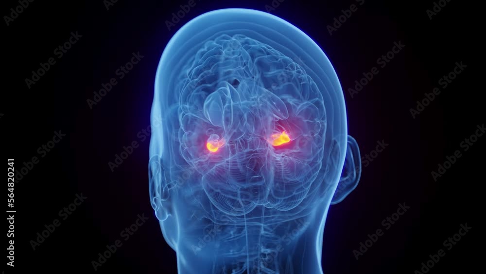 3D rendered medical animation of a man's hippocampus 3D rendered medical animation of a man's hippocampus