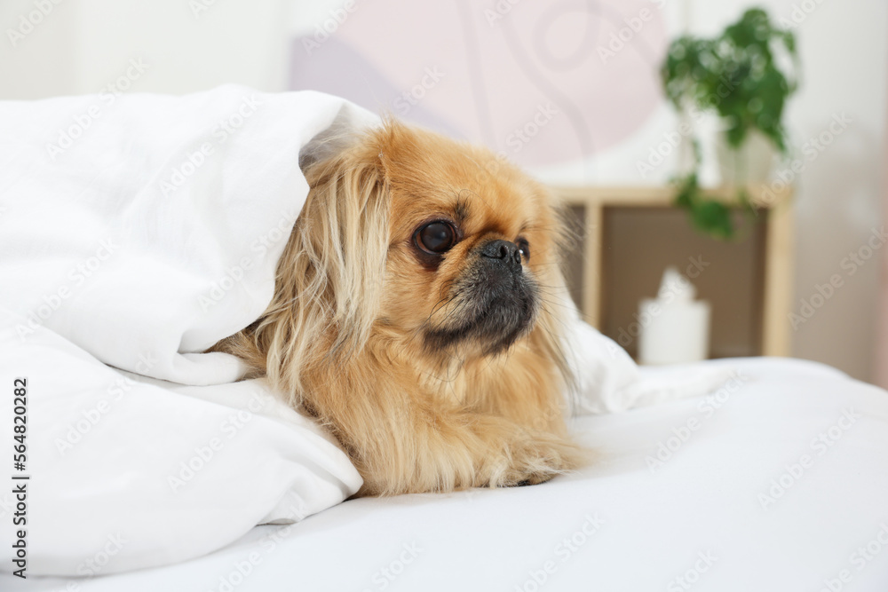 Cute Pekingese dog wrapped in blanket on bed indoors. Space for text