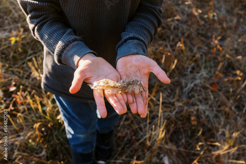 Little boy holding an old snake skin he found during a hike photo