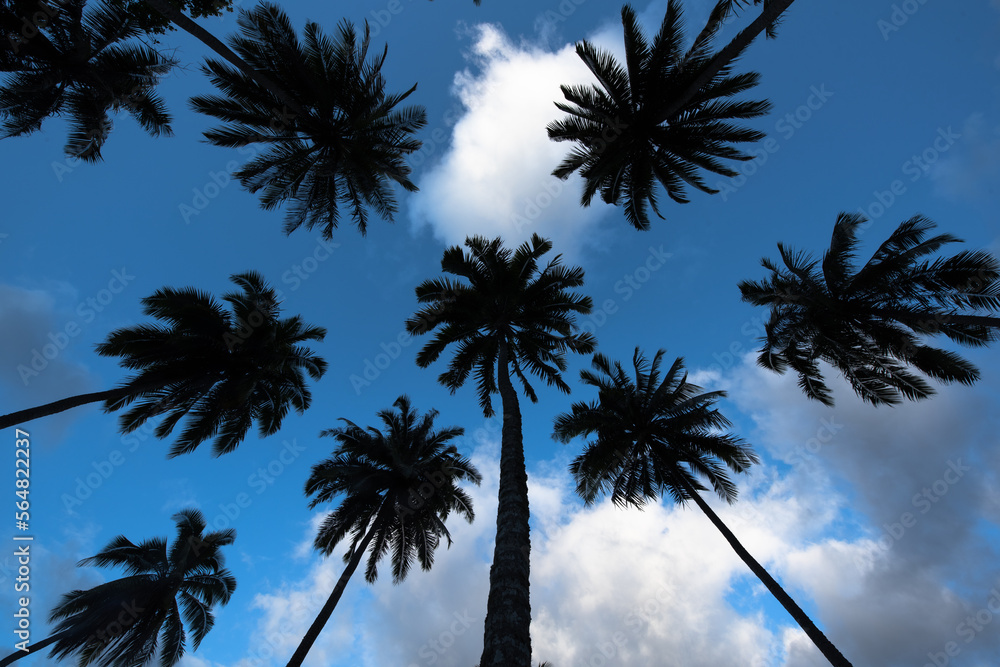 Coconut trees in the Hanapaaoa Valley in Hiva Oa, Marquesas Islands, French Polynesia