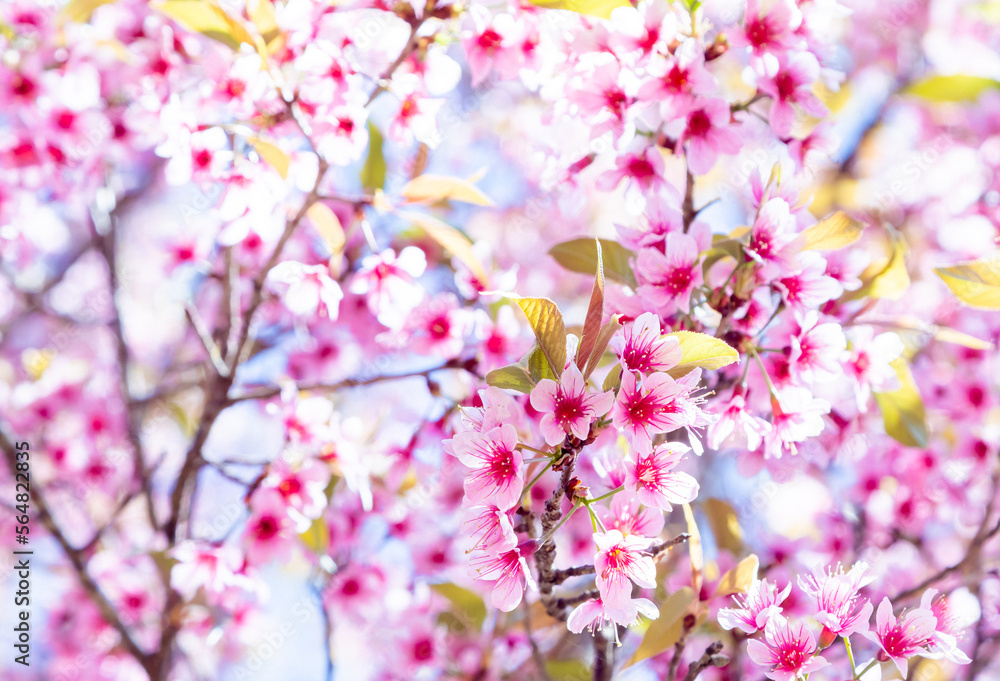 Beautiful Wild Himalayan Cherry (Prunus cerasoides) at phulomlo Dan Sai , Loei, Thailand. Beautiful Wild Himalayan Cherry (Prunus cerasoides) at phulomlo Dan Sai , Loei, Thailand.