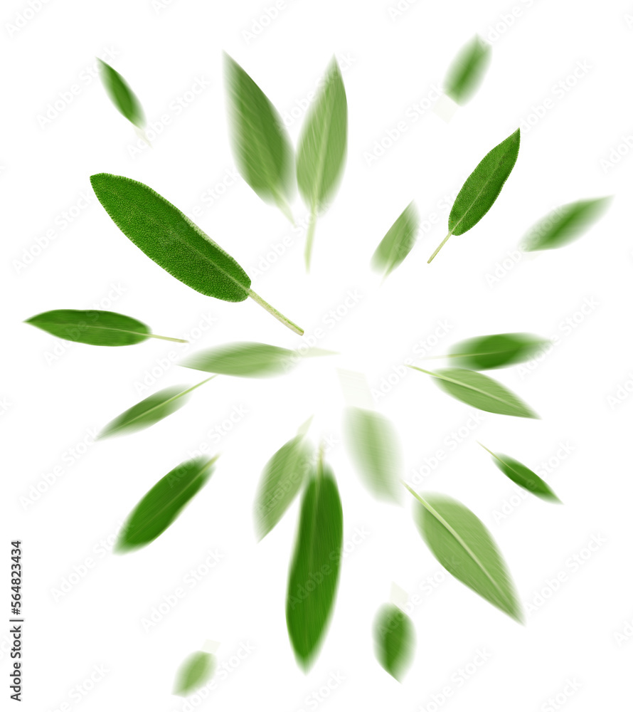 Fresh sage leaves flying on white background