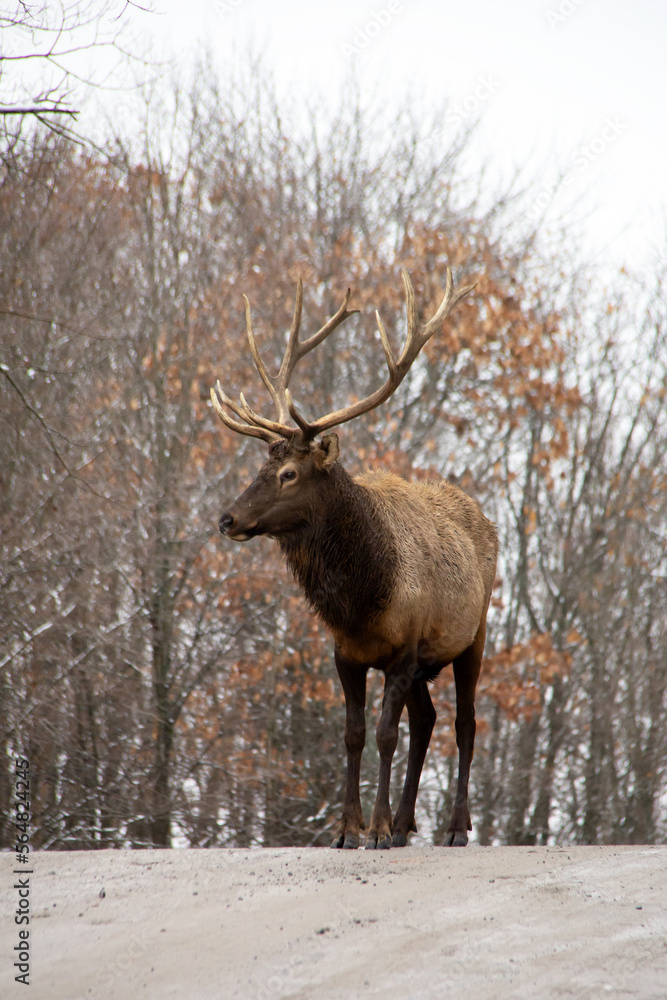 Deer in a snowy forest Deer in a snowy forest