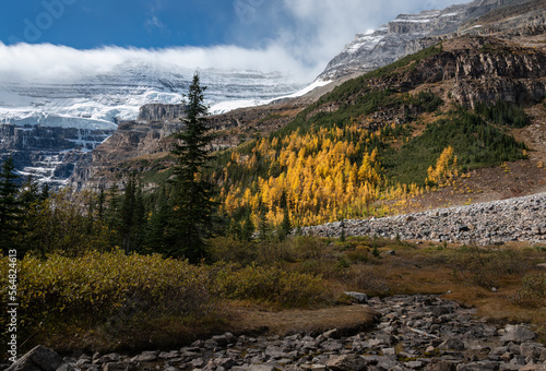 Yellow autumn colours along Plain of Six Glaciers track in Banff national park. Canada.