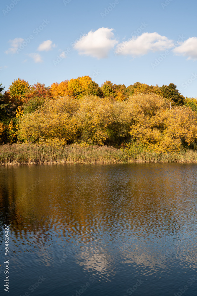 Autumny Forest Near To The Lake Autumny Forest Near To The Lake