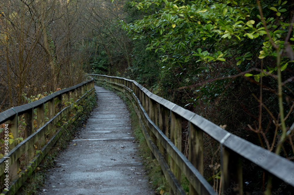 Pathway through forest in Skipton, England
