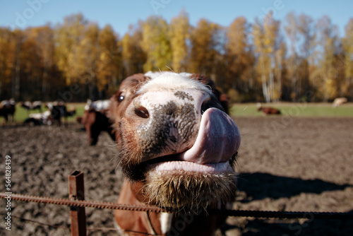 Cow At A Fence, Sticking Out Its Tongue photo