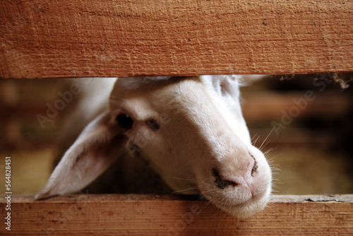Sheep in a stable on a farm photo